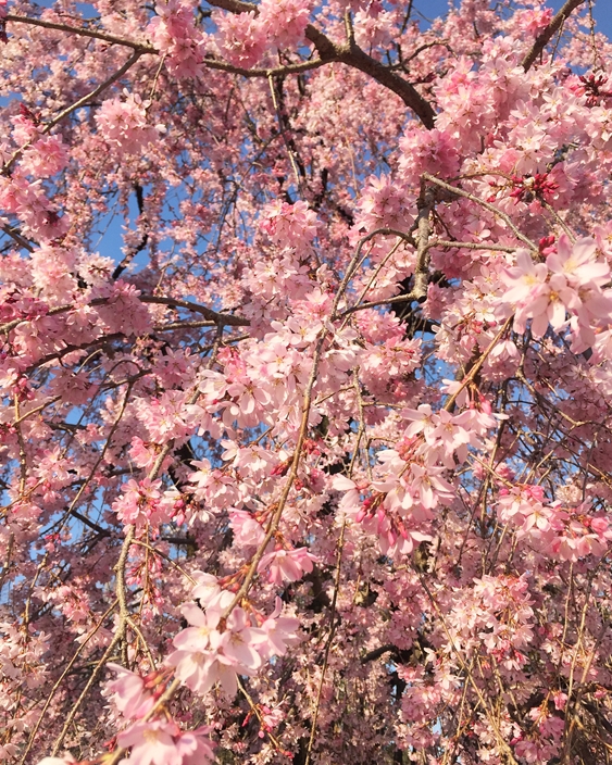 cherry blossoms Japan, sakura flower