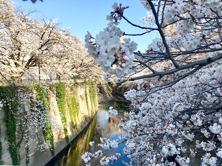 Sakura flower, Kanda River Walk Japan