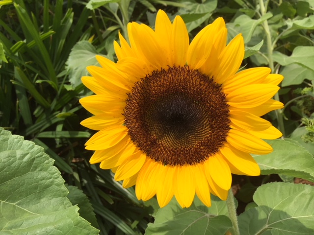 Sunflowers Changi Airport Singapore